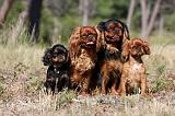 KING CHARLES SPANIEL 163